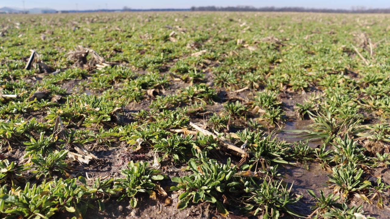CoverCress growing in a field