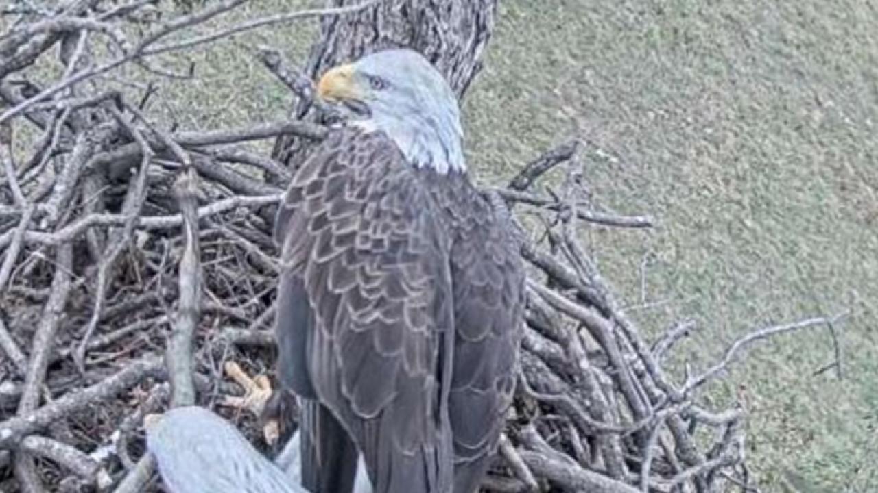 bald eagle perched on a nest