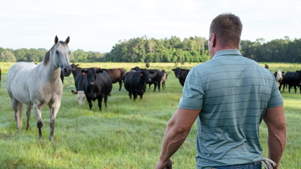 Slade Williams walking towards horses and cows in a grassy field