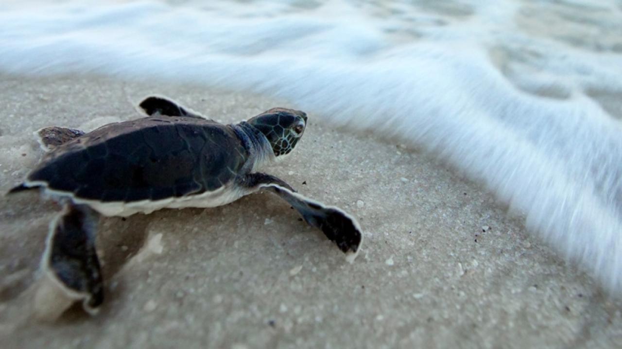 turtle hatchling