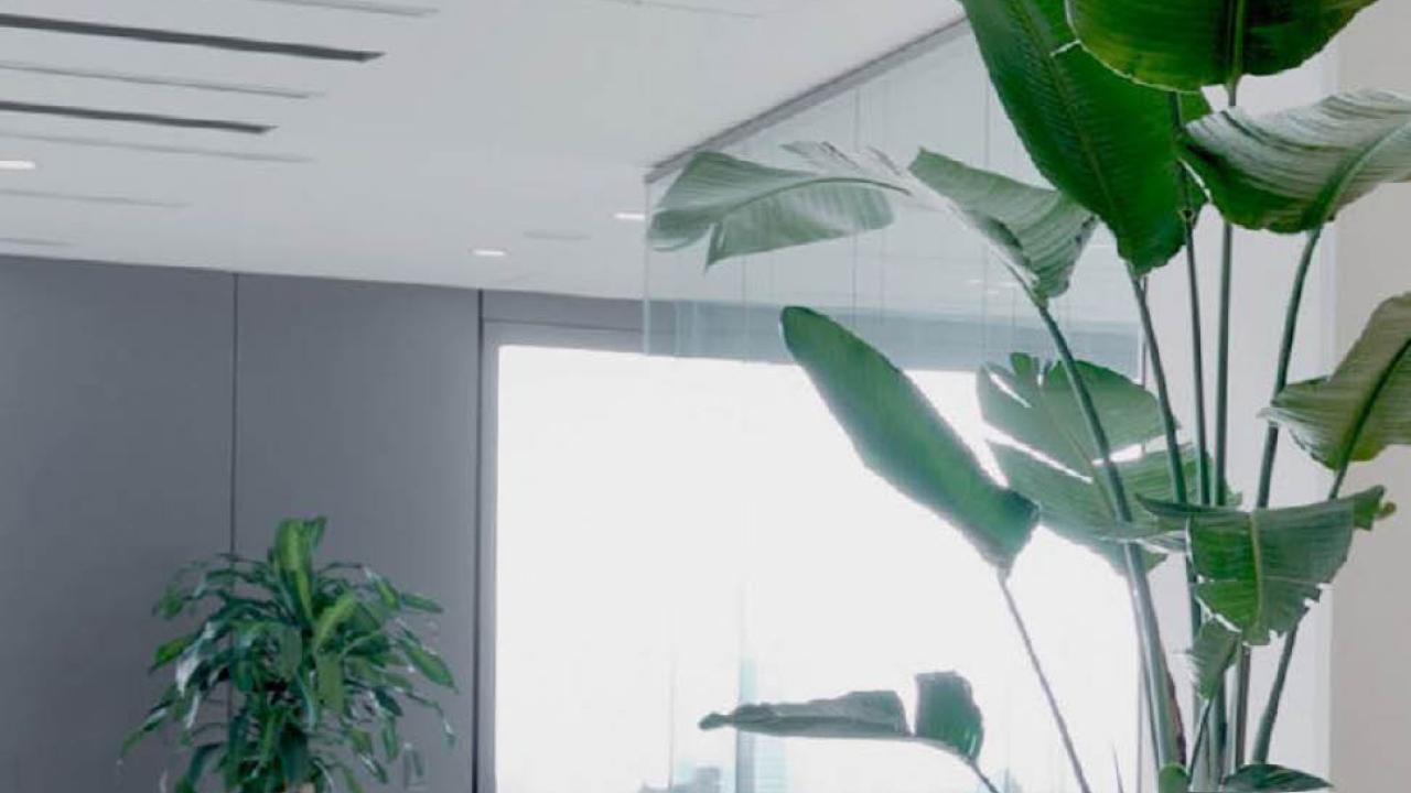 plants in an office