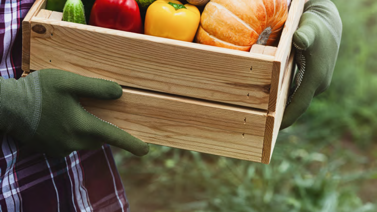 Person in a plaid shirt and gardening gloves holding a wooden container of various vegetables