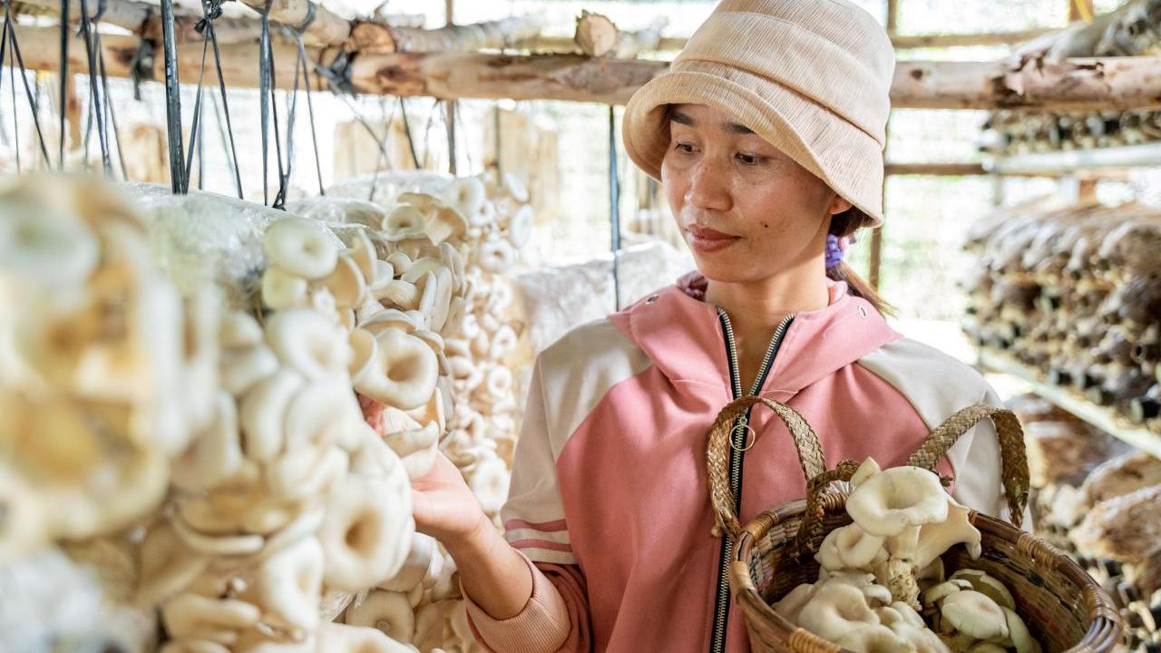 VSLA member Nối showing her mushroom business 