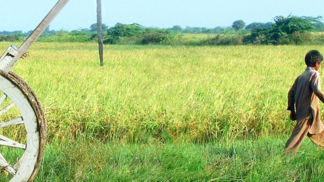 photo of a boy walking in a field (Getty Images)