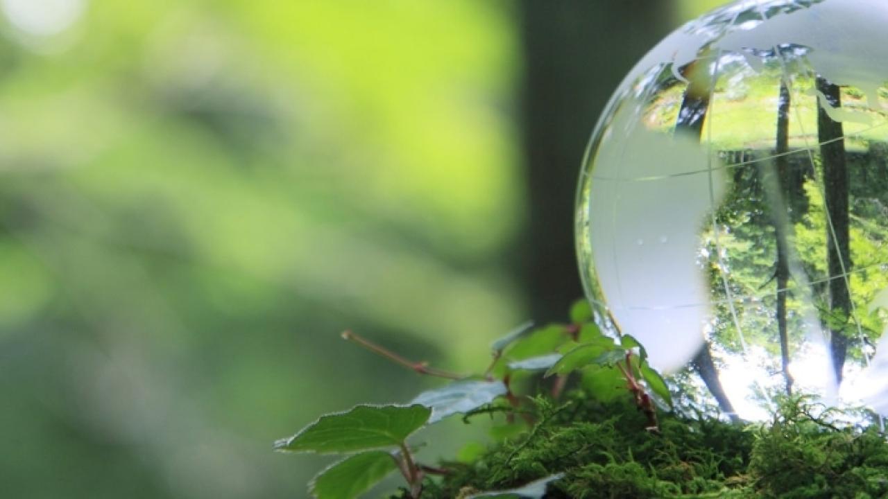 Forest with reflective bubble