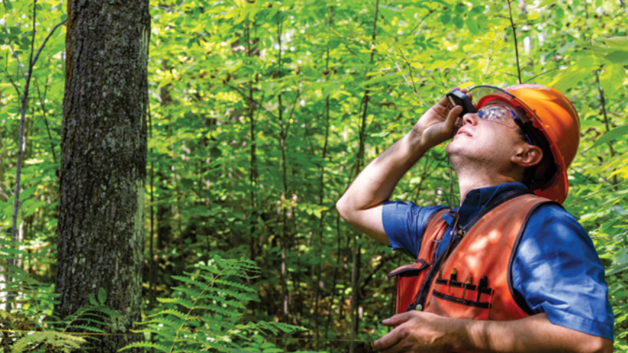 Sappi's Foresters