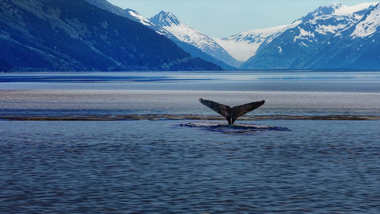Tail of a whale shown above water. Snow capped mountains are in the background.