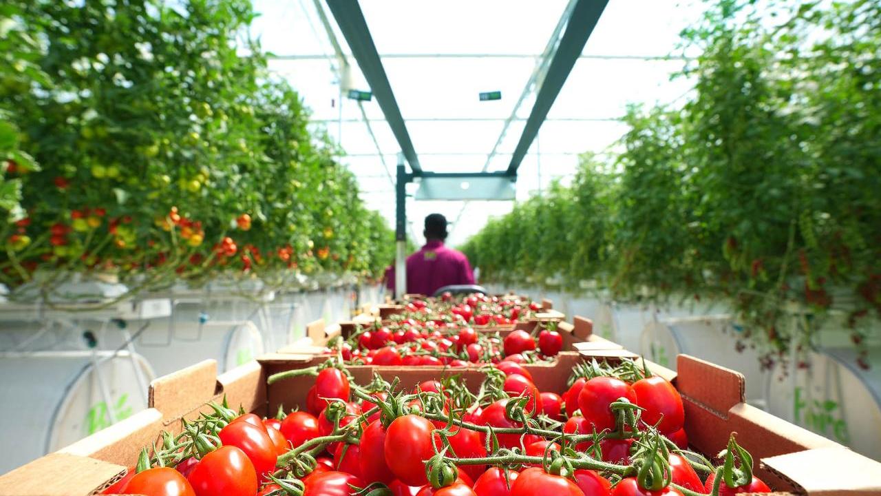 tomatoes being packed in greenhouse