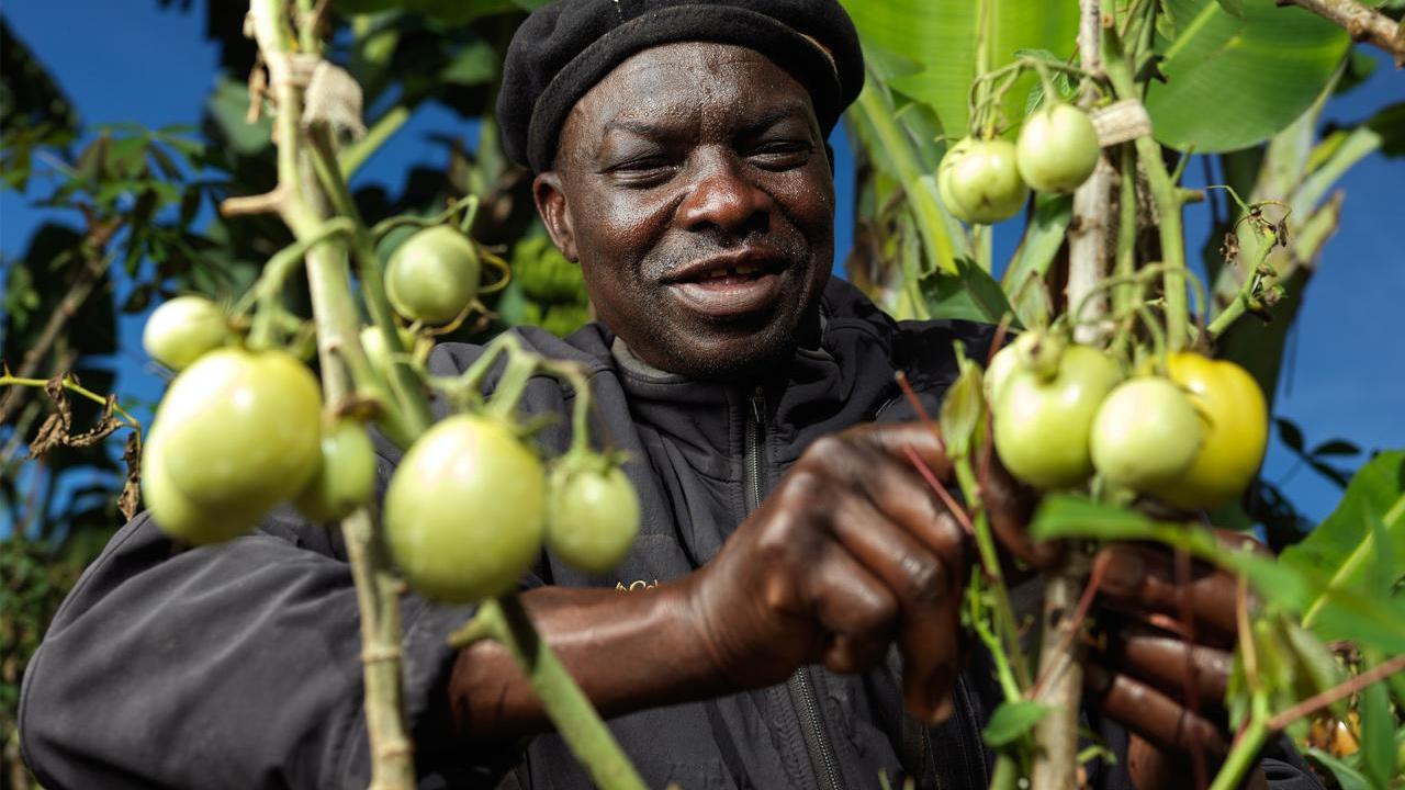 Roger harvests his tomatoes. 