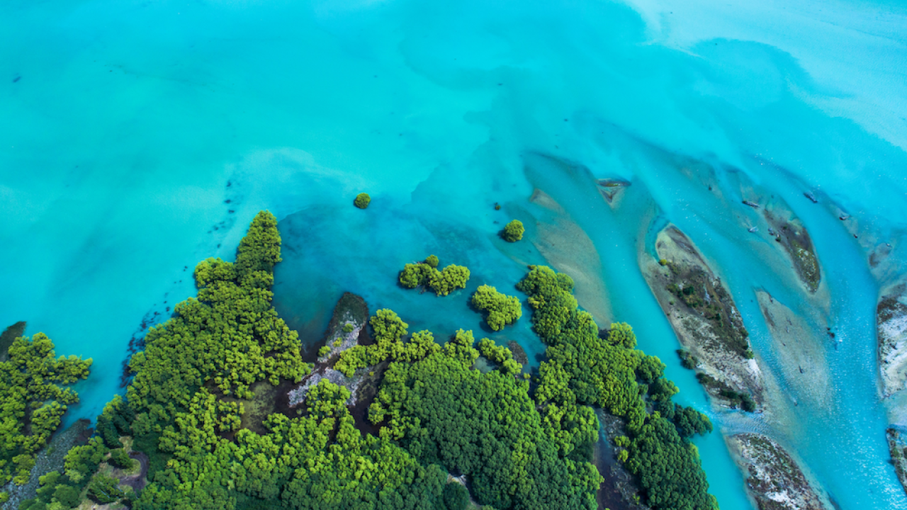 forest and ocean