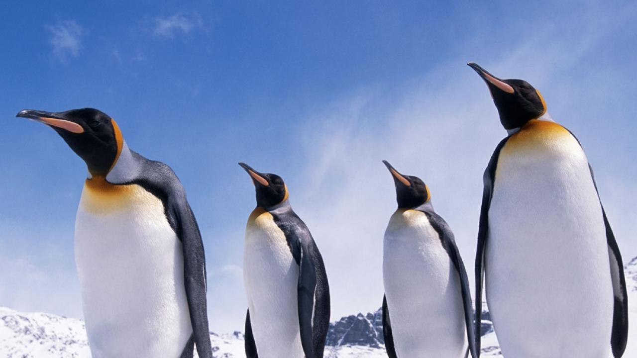 4 penguins
