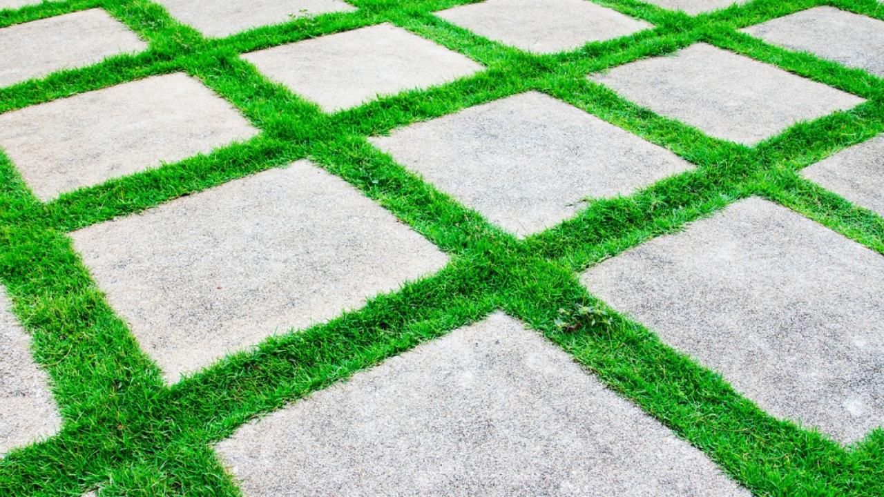 Grass and paving stones