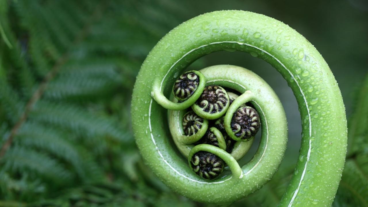 fern before opening