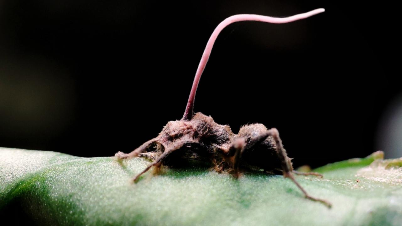 Ophiocordyceps unilateralis, commonly known as zombie-ant fungus