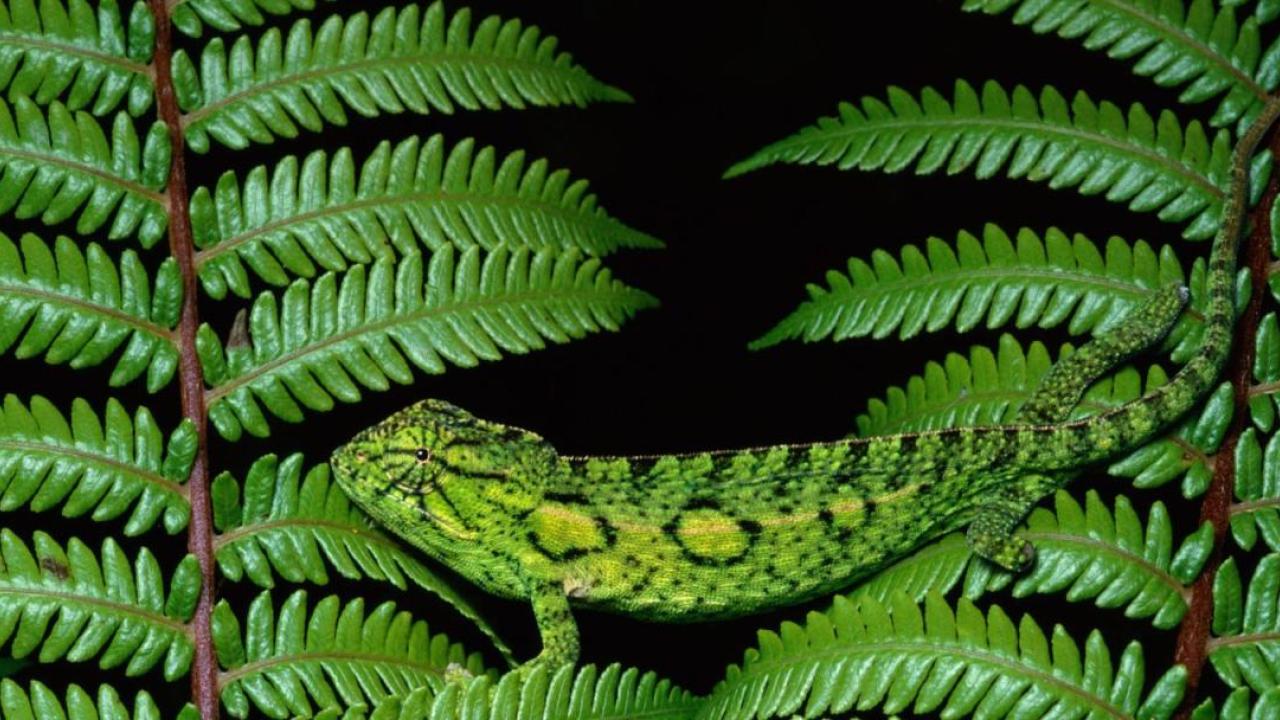 leaves with a camouflaged animal