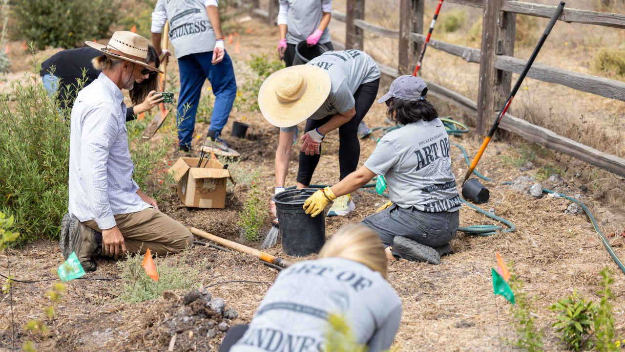 Deckers employee volunteer group planting 