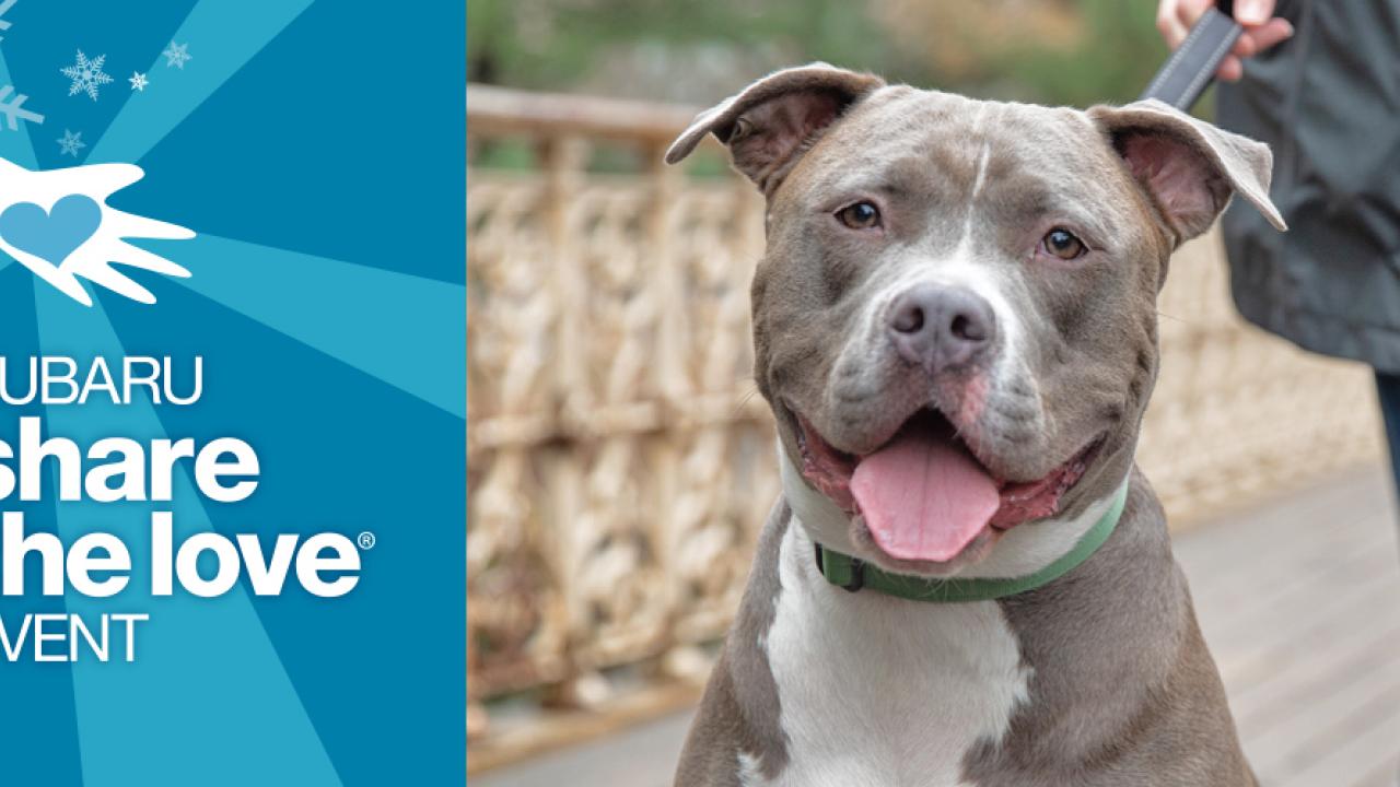 "Subaru Share the Love Event" banner with picture of smiling dog