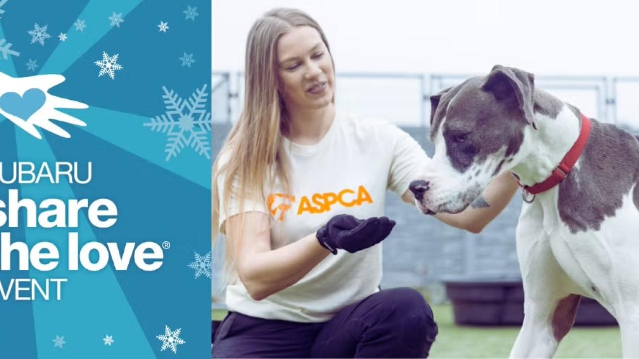 ASPCA volunteer holding her hand out to a large gray and white dog