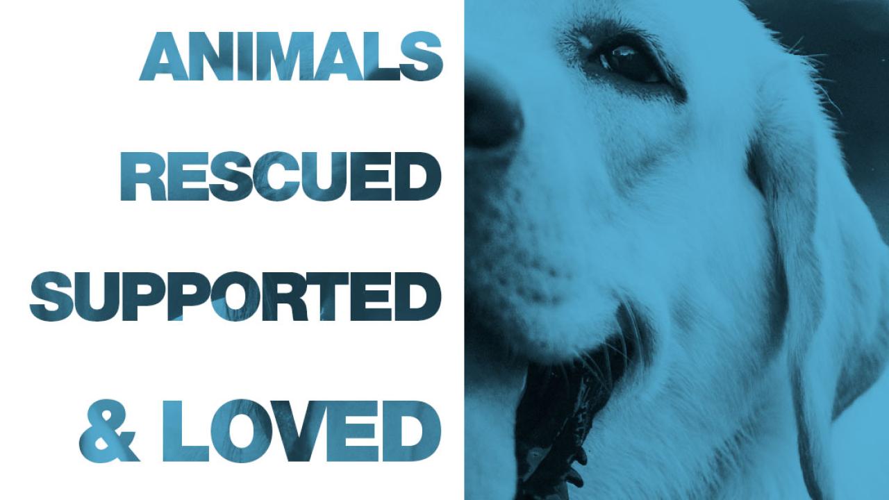 "104,000 ANIMALS RESCUED SUPPORTED & LOVED"