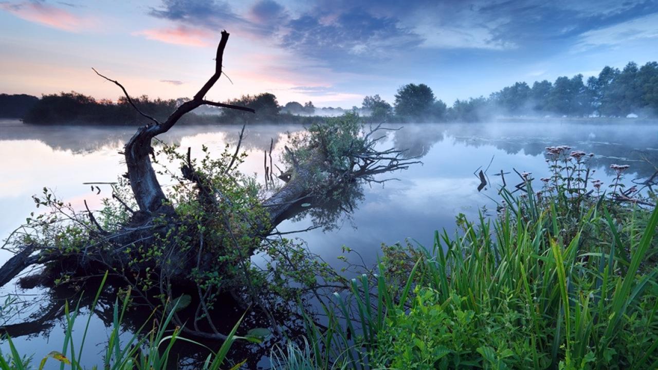 View of a lake at sunset with marsh plants in the foreground