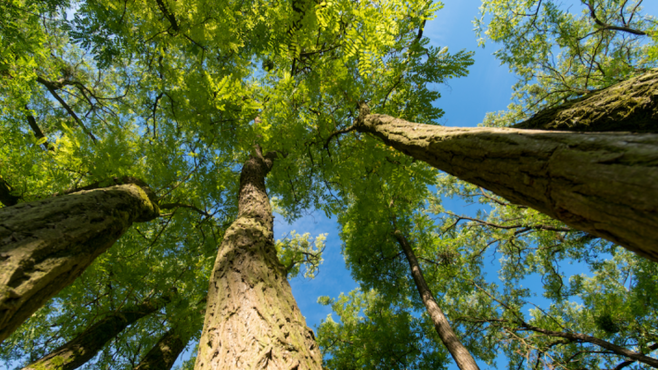 looking up though a tree canopy