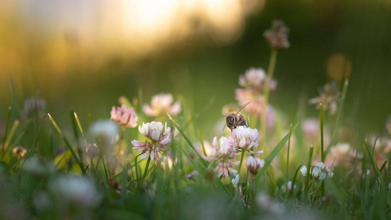 Bee on a flower