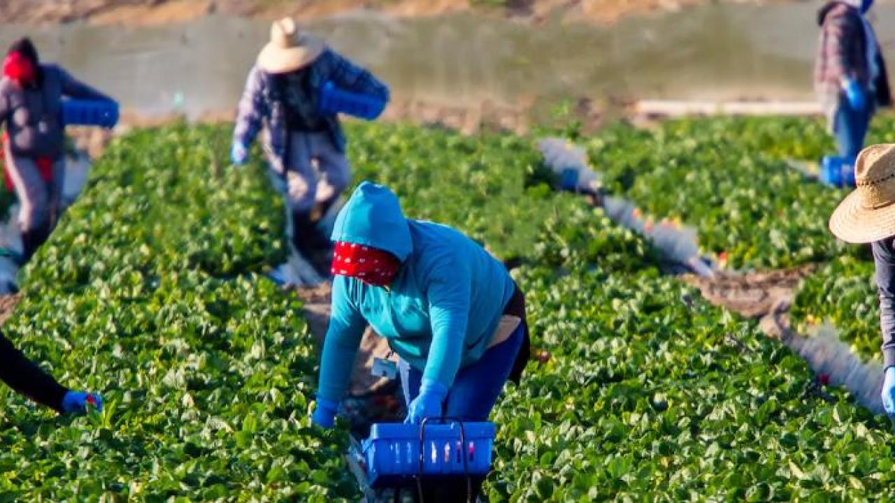 Farm workers