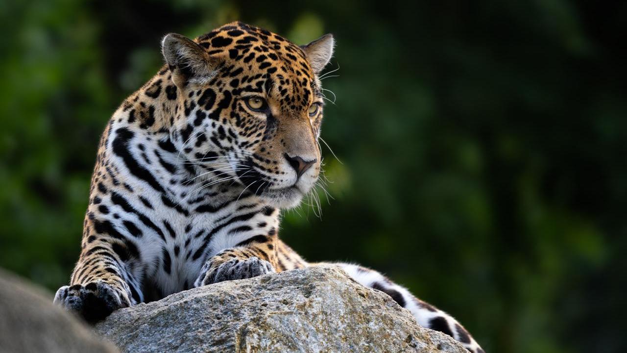 Leopard resting on rock