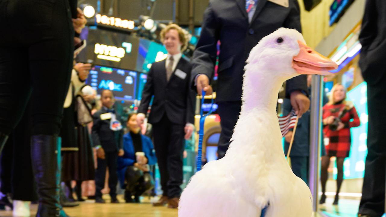 Little boy on the trading floor of the NYSE with the Aflac duck.