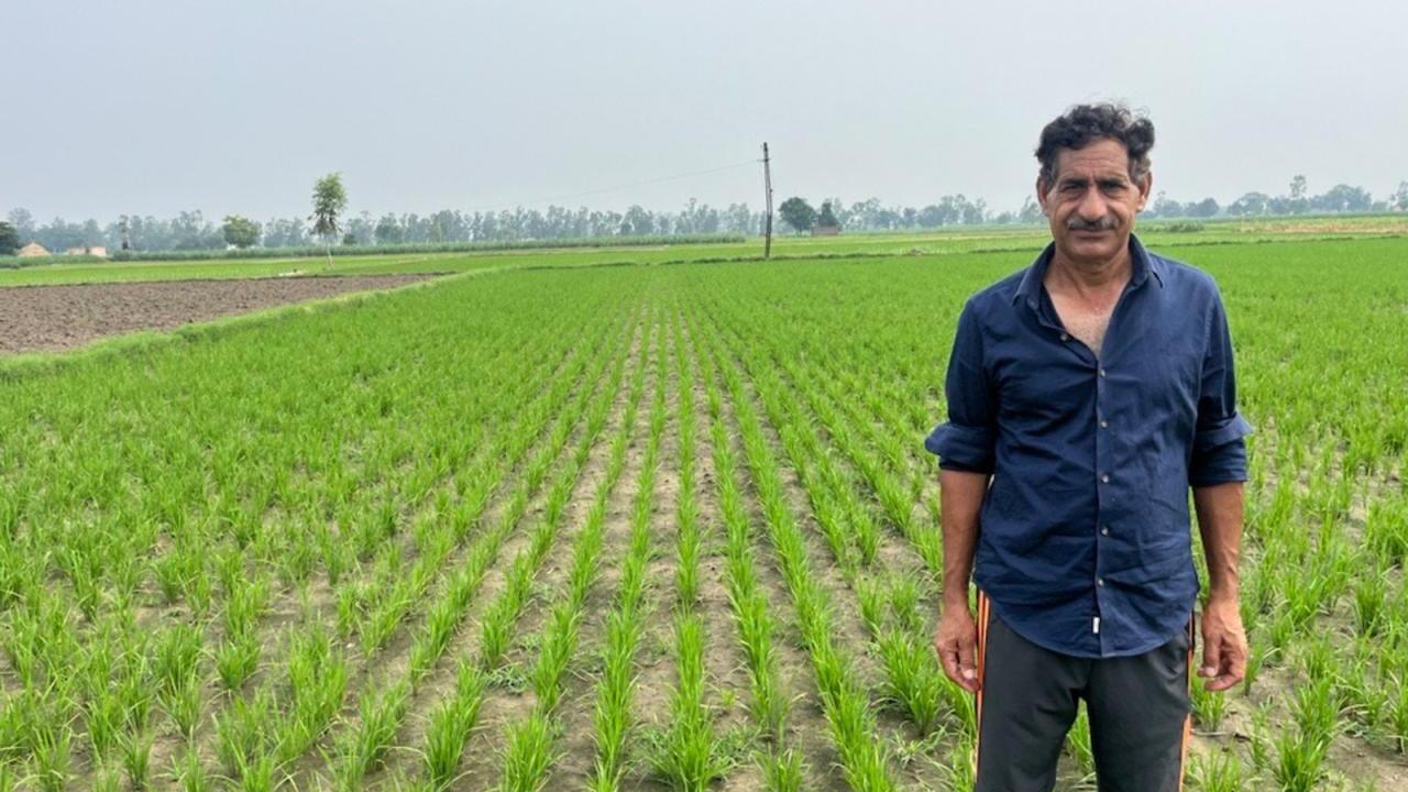 Person standing in green field