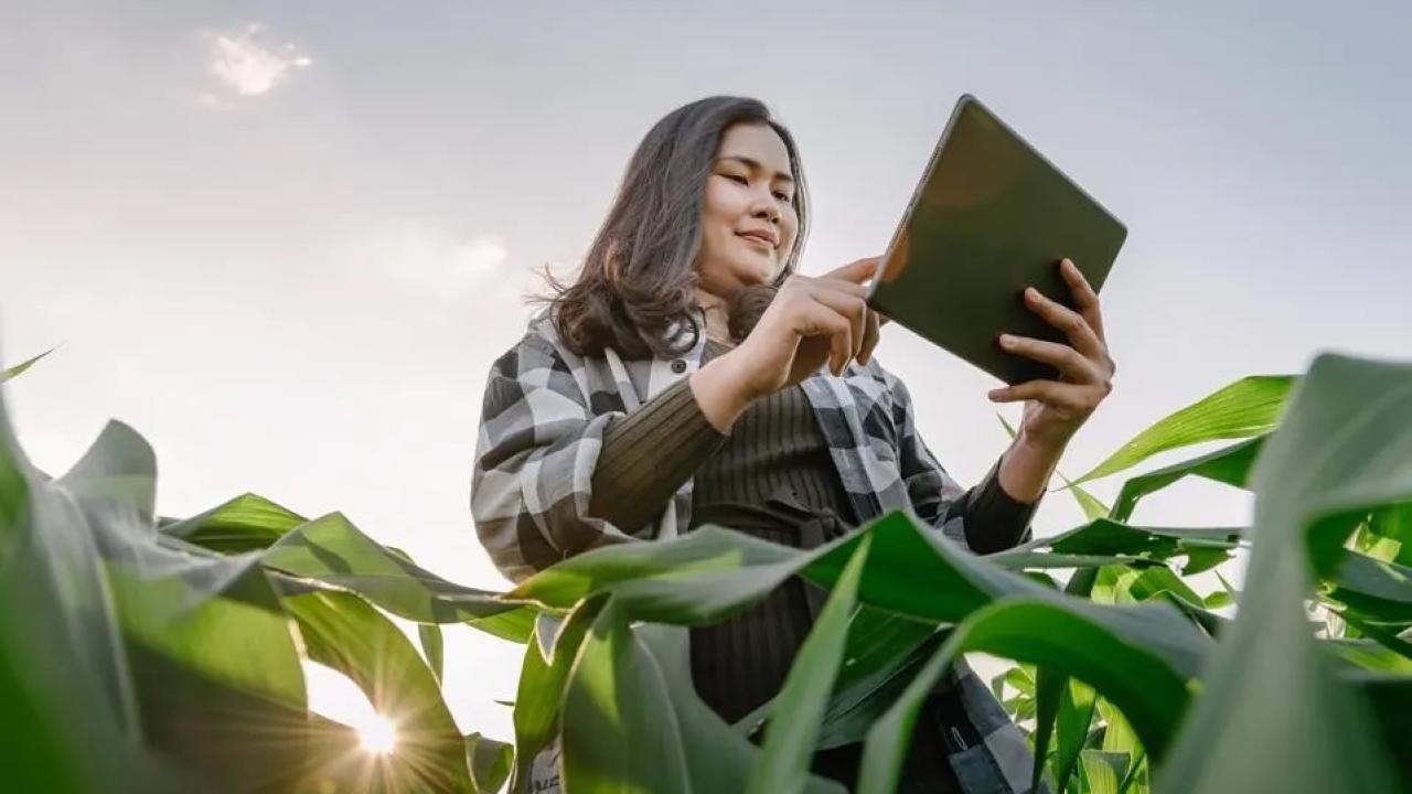 Person holding a tablet while stood in a field of crops
