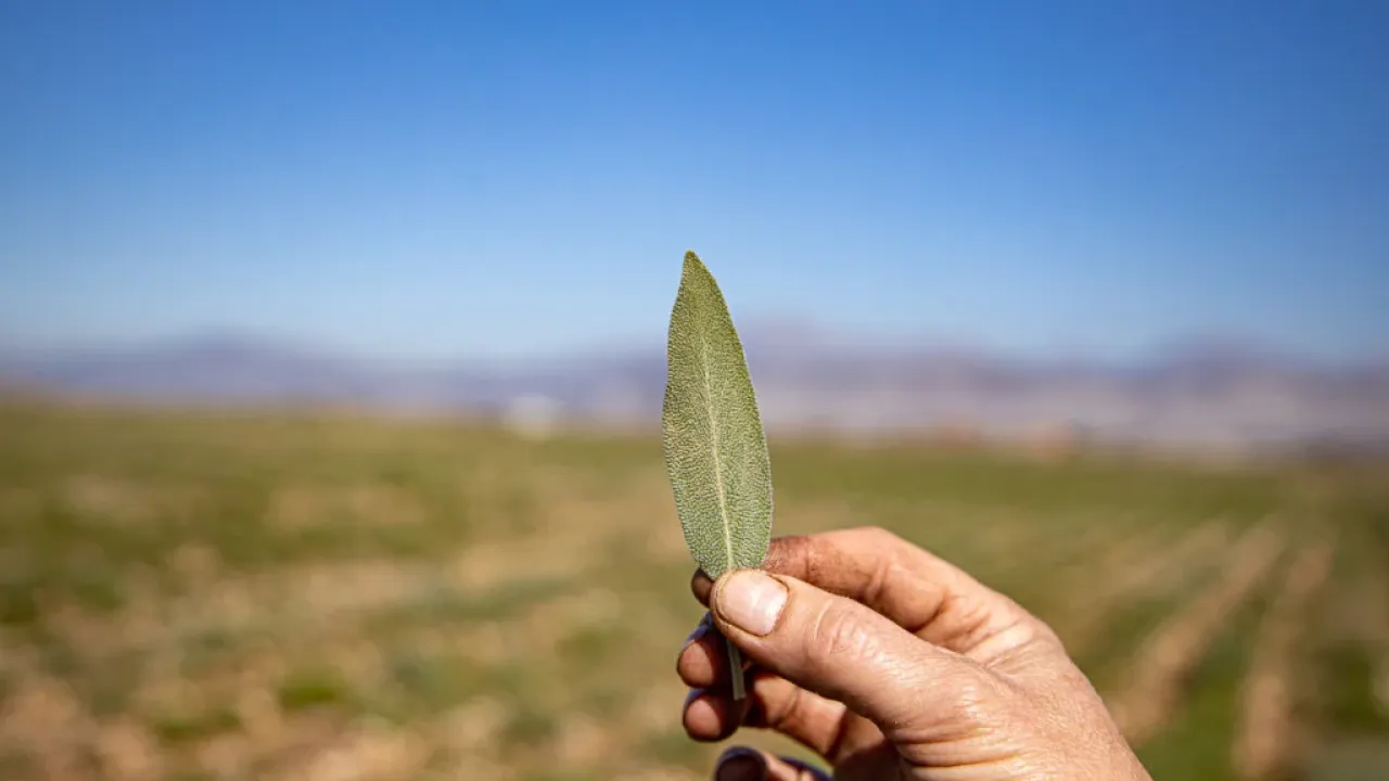 Photo of a hand holding a leaf with a field in the background