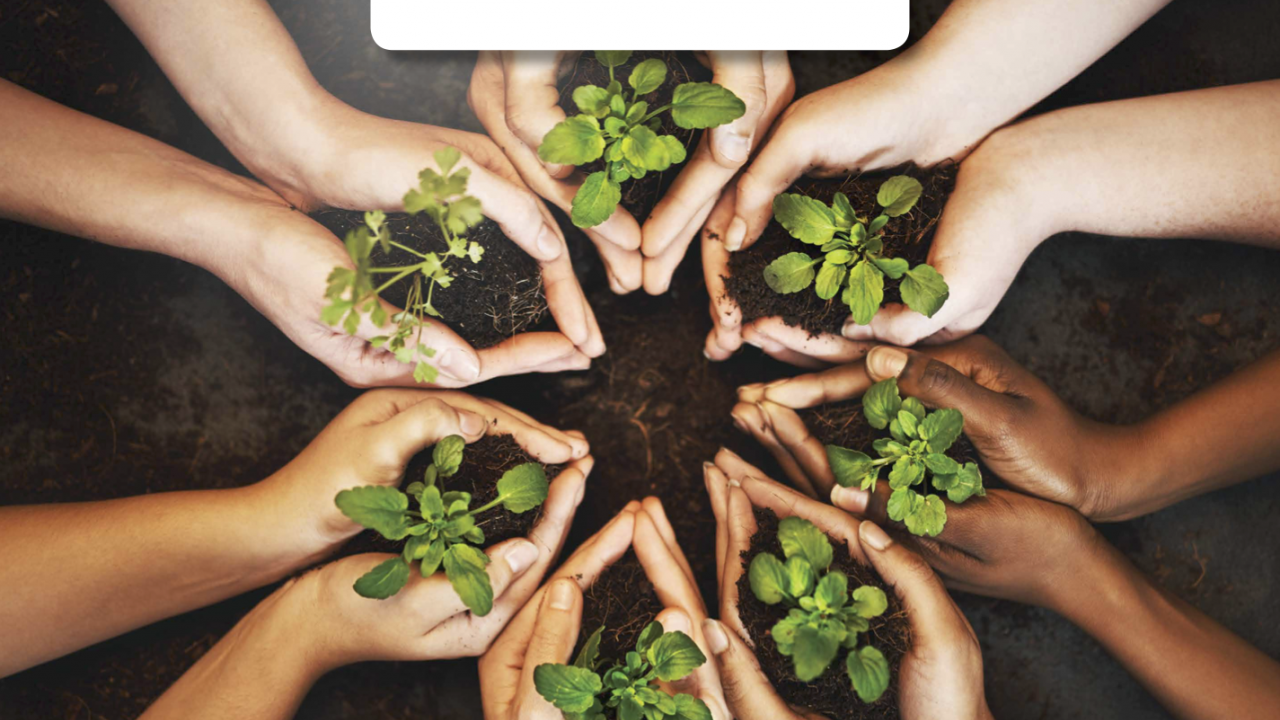 Hands holding plants.