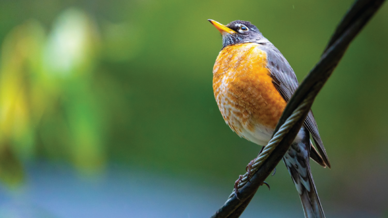Bird perched on a wire