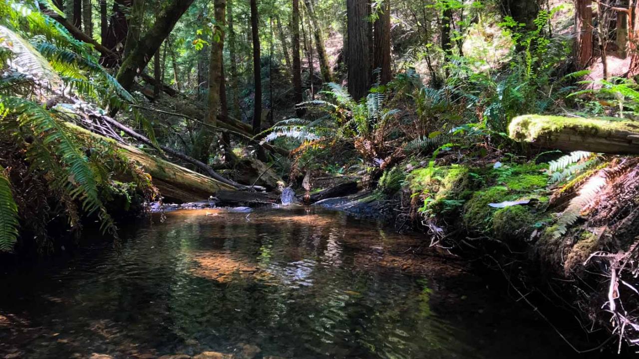 Photo from Tc’ih-Léh-Dûñ wildlife corridor