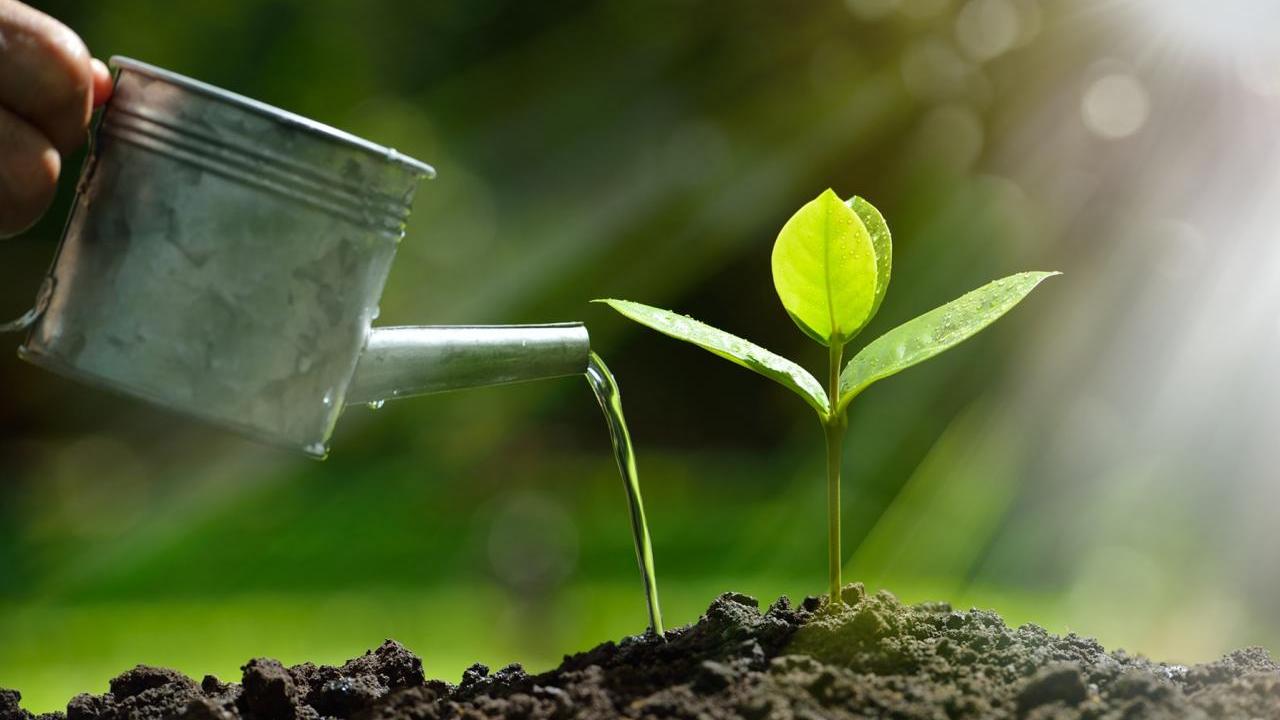 Close up of watering can and sapling