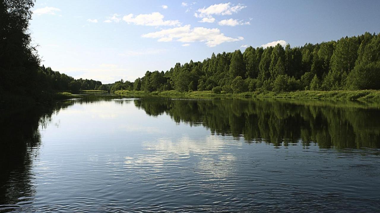 Landscape of a river flowing by green trees