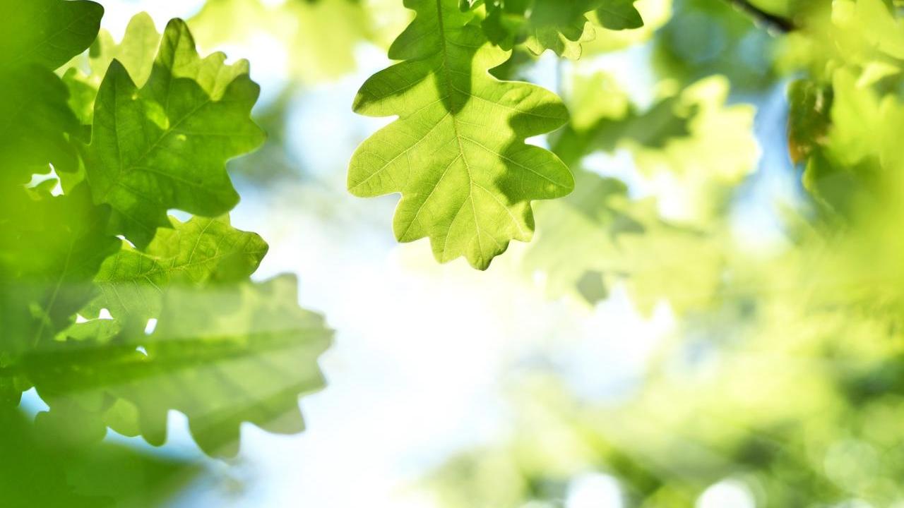 Sun filtering through oak tree leaves