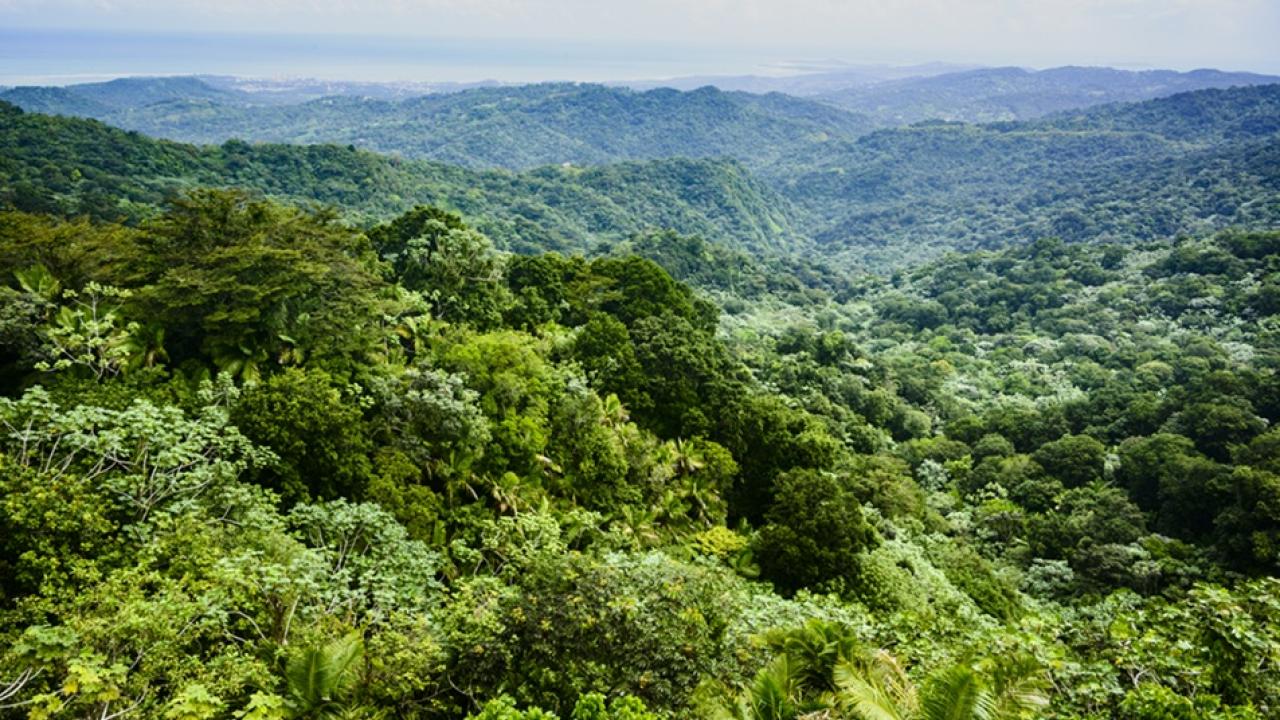 Aerial view of the amazon rainforest