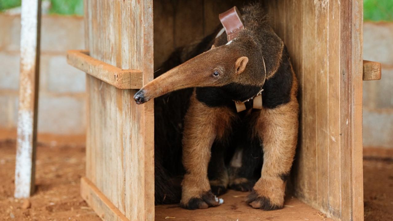 Anteater in enclosure