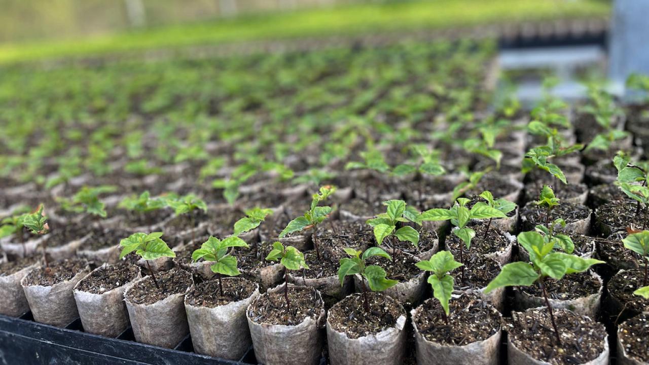 photo of Apremavi’s seedling nursery