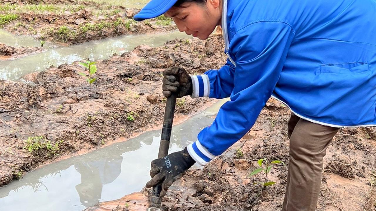tree planting