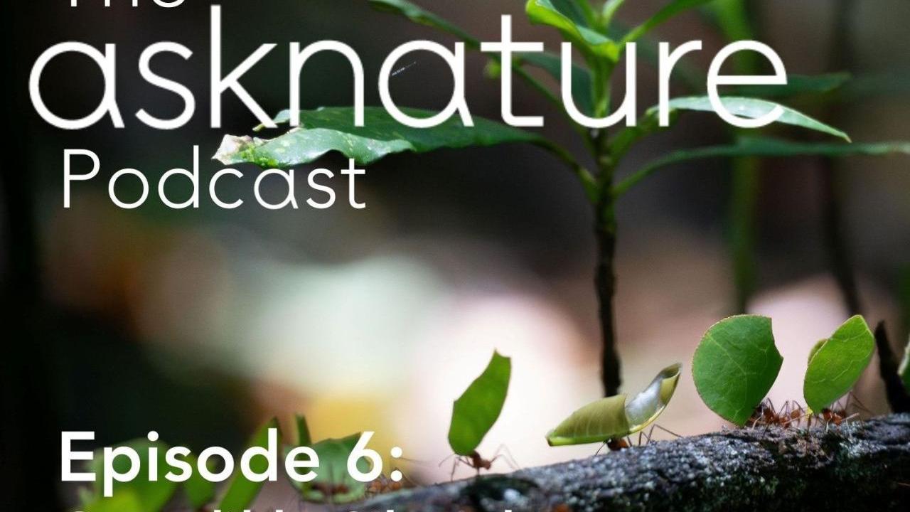 Cover image for AskNature Podcast with ants carrying leaves