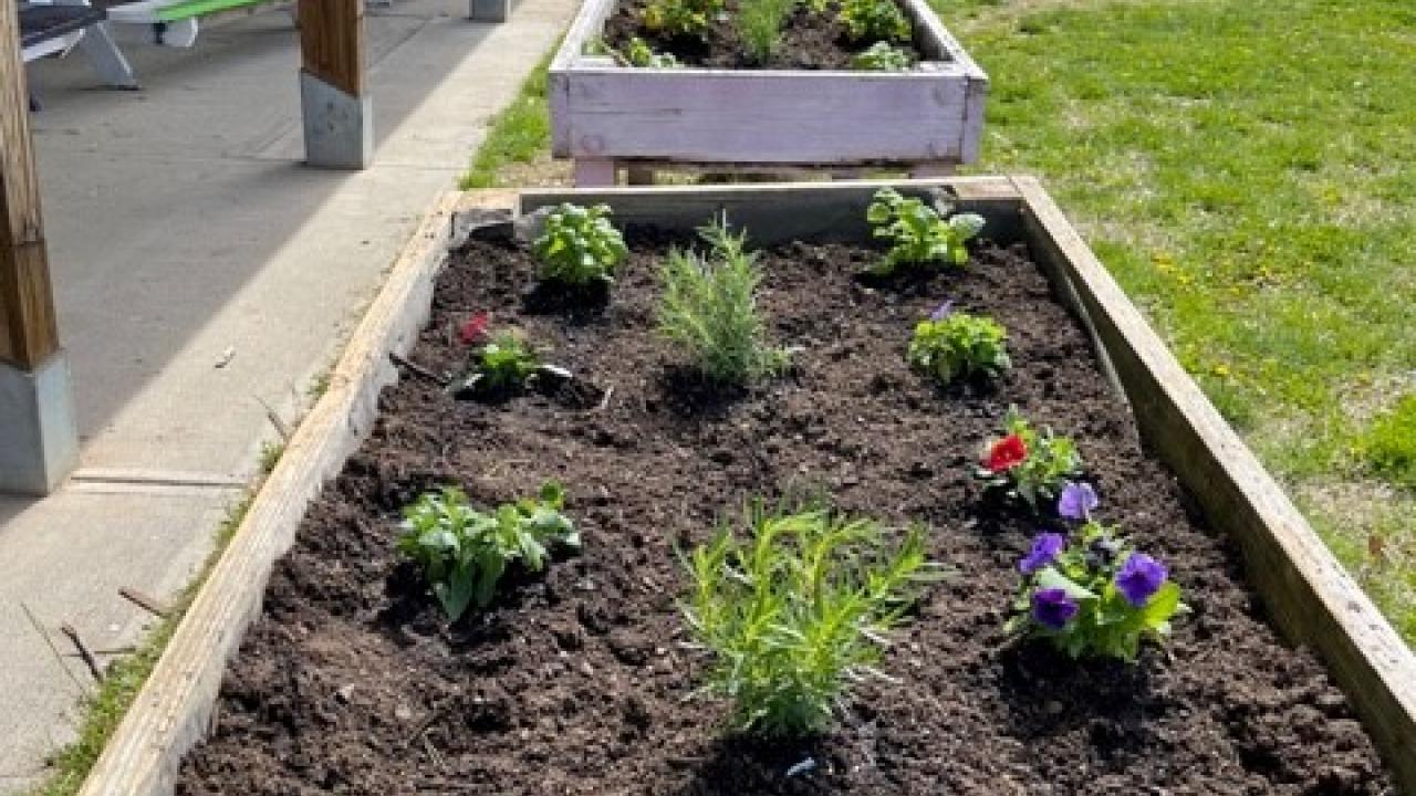 raised garden beds along the side of a building