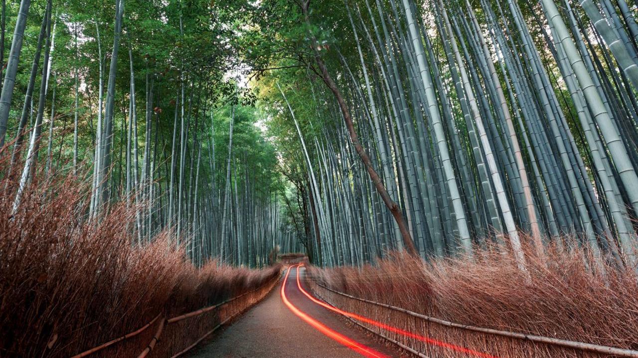 Bamboo forest road
