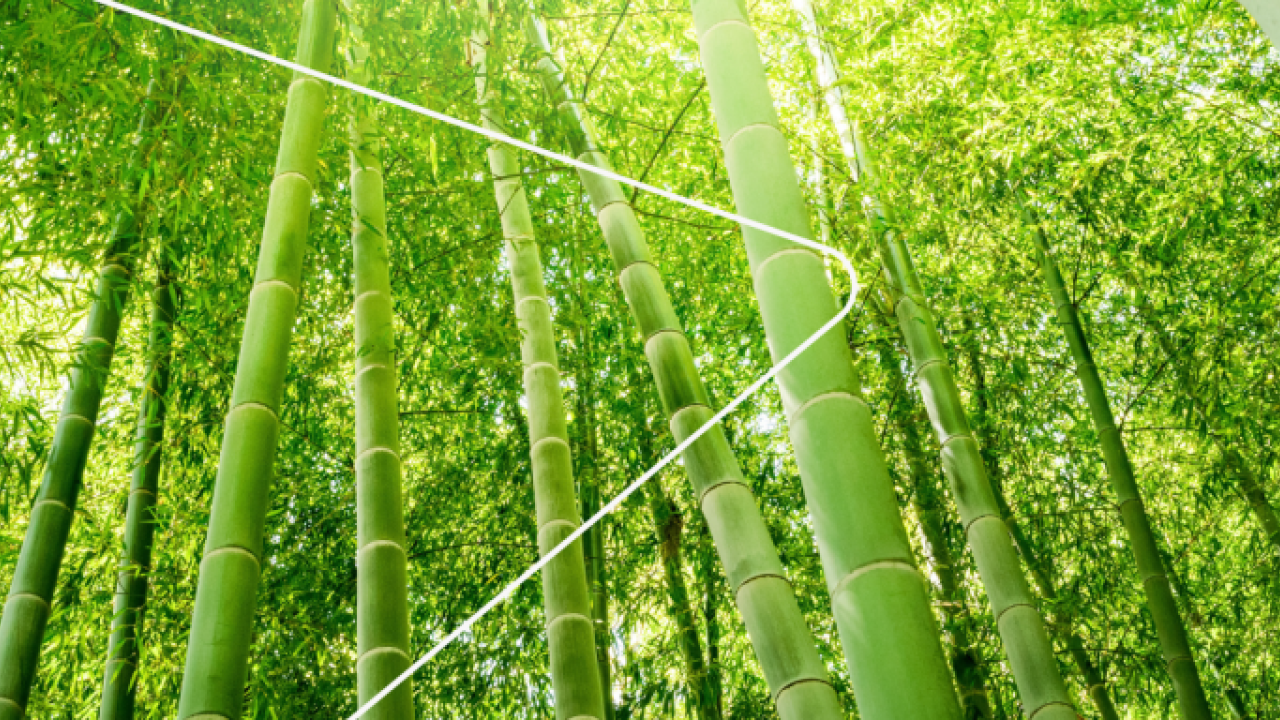 bamboo forest