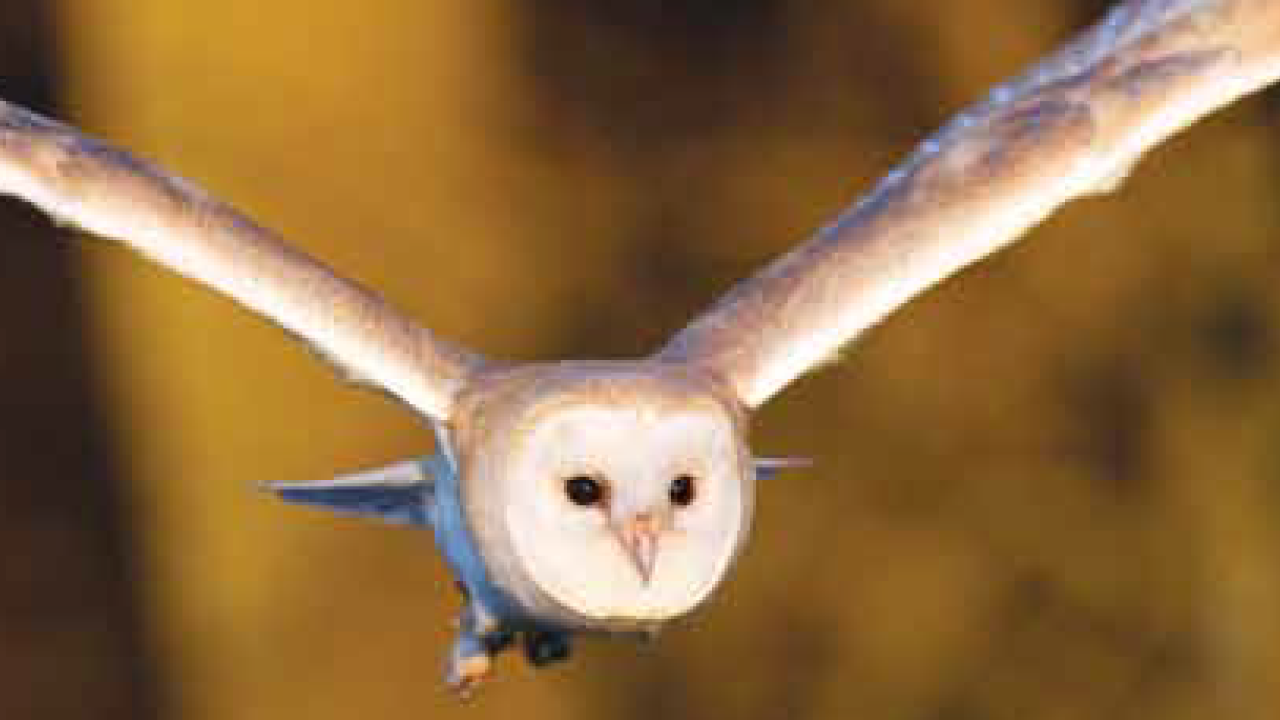 A barn owl in flight