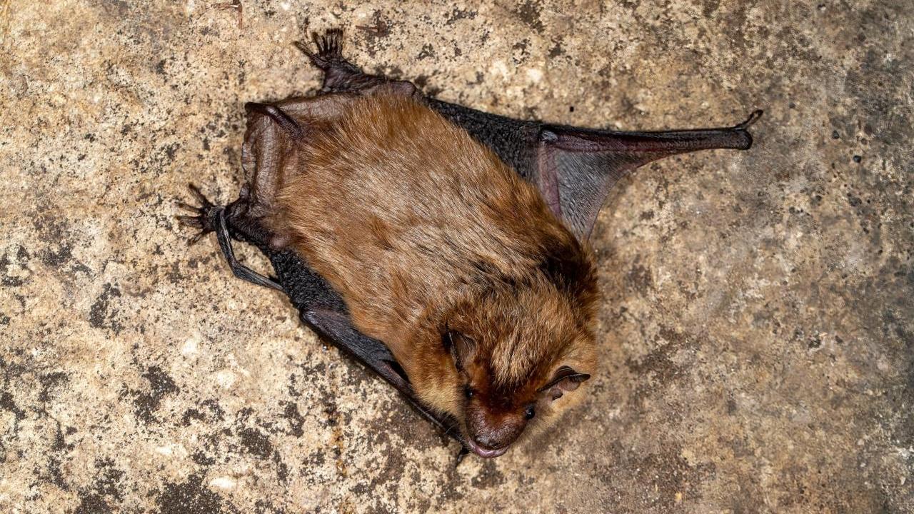 A bat