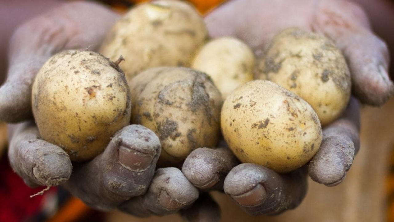 potatoes