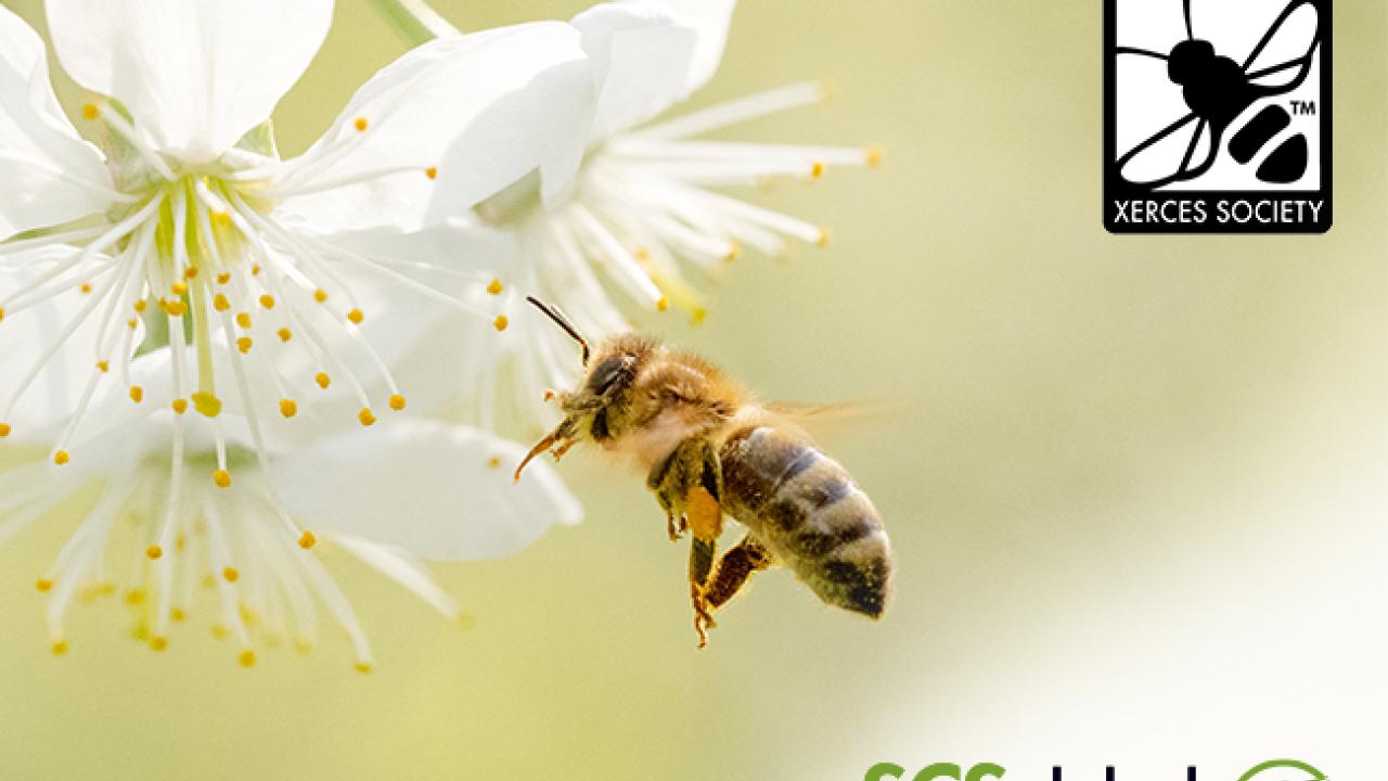 Get Bee Better Certified with SCS